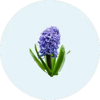 Blue Hyacinth
