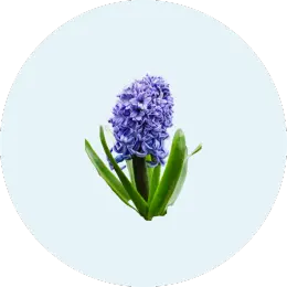 Blue Hyacinth