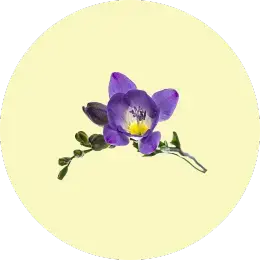Freesia