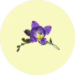 Freesia