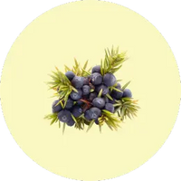 Juniper Berries