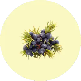 Juniper Berries