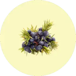 Juniper Berries