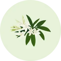 Tuberose