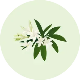 Tuberose