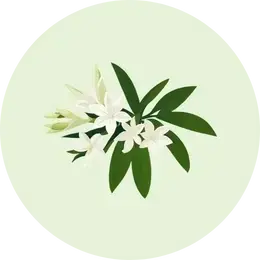 Tuberose